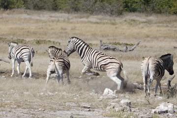 Obraz na płótnie Canvas A zebra on its back legs fighting another zebra
