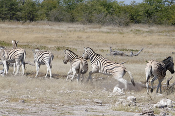 Fototapeta na wymiar A zebra is trying to chase another zebra from the herd