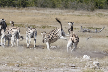 Fototapeta na wymiar A zebra is kicking out at another zebra in the herd