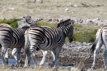 Naklejka na ściany i meble Zebras are heading to a water hole on the savanna