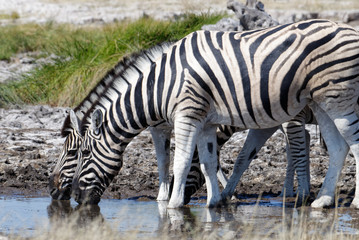 Fototapeta na wymiar Zebras are drinking at a waterhole