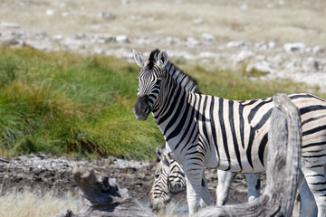 A zebra stands near a waterhole on the savanna