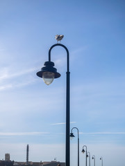 seagull sits on a lantern in Spain