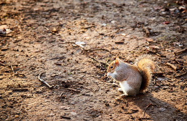 Squirrel Eating On The Ground