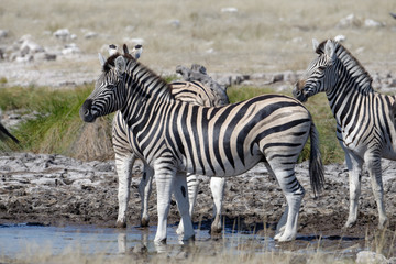Fototapeta na wymiar Zebras at a waterhole on the savanna