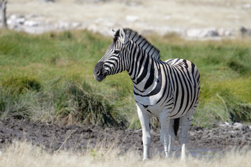 A zebra stands alert, looking across the savanna in Etosha National Park