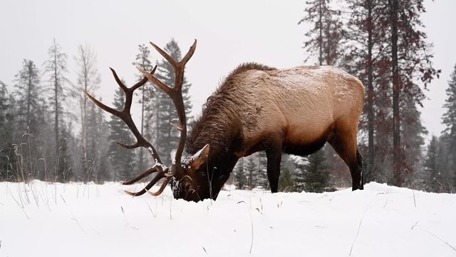 Wild Elk or also known as Wapiti (Cervus canadensis) in the winter snowfall in Jasper National Park, Alberta, Canada