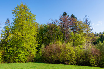 forest on the hill in spring. beautiful nature scenery on a sunny day. meadow in fresh green grass