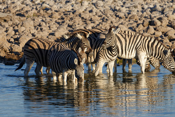 Fototapeta na wymiar The evening light on zebras at a waterhole in Namibia
