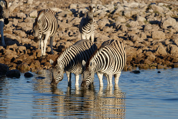 Fototapeta na wymiar Zebras ankle deep in water at a waterhole