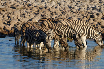 Fototapeta na wymiar Zebras with necks stretched out drinking at a waterhole