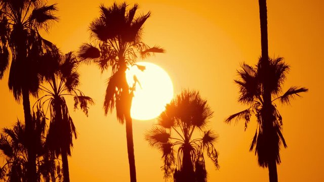 The sun setting behind a row of palm trees in Los Angeles California