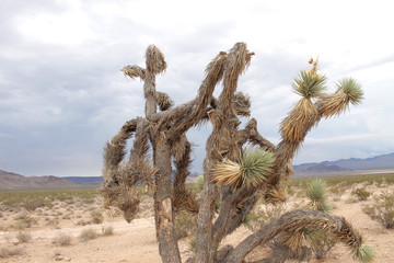 California Desert - Cactus