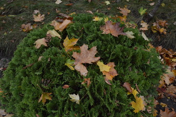 autumn leaves on green grass