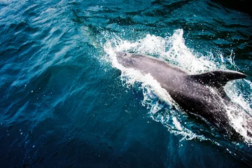 Schilderijen op glas dolfijn in blauw water © marco