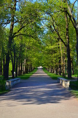 alley in the park