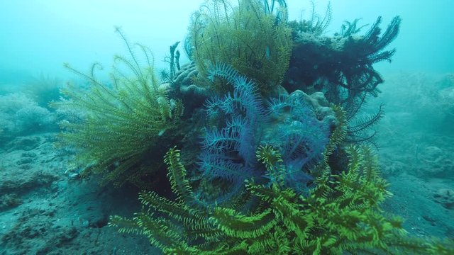 Green and blue feather star crinoids clinging to corals underwater.