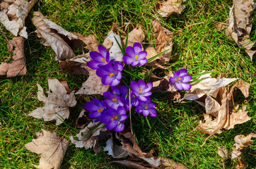 Crocus emerging from the grass and leftover autumn leaves in spring 2