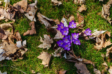 Crocus emerging from the grass and leftover autumn leaves in spring 1