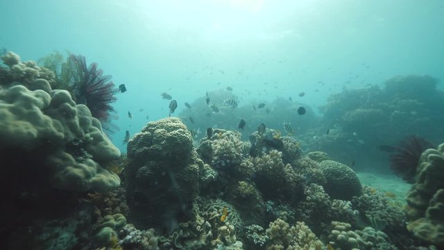 Coral reef under th ocean full of corals and colorful fishes and other sea life