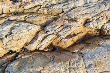 Small plants grow in the crack of a rock along the shore 
