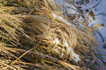 Grass covered in ice and snow in winter