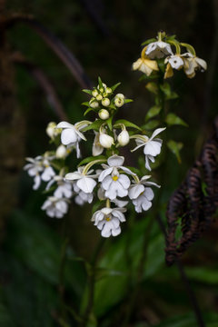 Calanthe sp., eine Orchideenart. Gesehen bei der Tour auf den Gunung Kinabalu, Sabah, Borneo