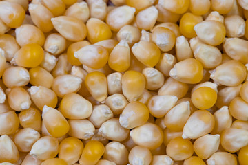 Corn grains close-up. Food background. Full frame.