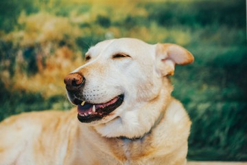 Cute Portrait Of Labrador Retriever