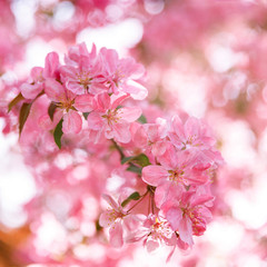 Close up image of the beautiful soft pink blossom flowers of apple tree, blurred bokeh on background and sun shining behind. Spring time.