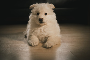 White German Shepherd Puppy in Living Room
