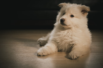White German Shepherd Puppy in Living Room