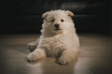 White German Shepherd Puppy in Living Room
