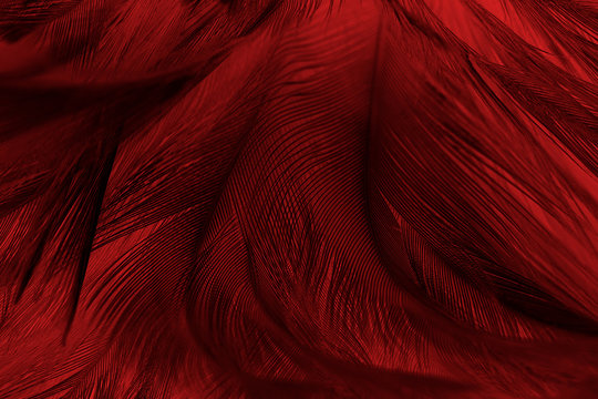 Full Frame Shot Of Red Feathers