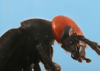 Red Head and Black Body Insect