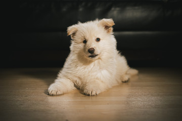 White German Shepherd Puppy in Living Room