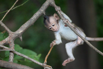 可愛いサル　