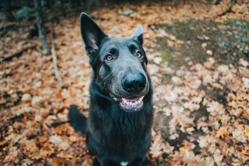 Black German Shepherd In The Woods