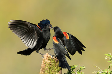 Red-winged Blackbird Interaction