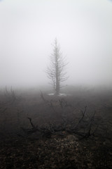 Obraz na płótnie Canvas Spooky, dark, black tree burned in mountain forest fire, covered by white ice, scorched ground and thick mist