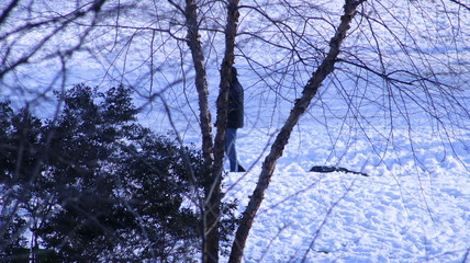 branches of tree in winter
