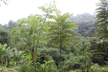 Trees in Indonesia's tropical forests