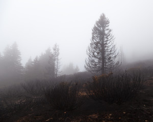 Fototapeta na wymiar Moody, misty, sad view of burned pine tree and juniper plants in a mountain fire through the thick mist and fog