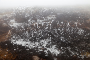 Soft, misty, spooky view of burned juniper plants covered by thick ice and fog