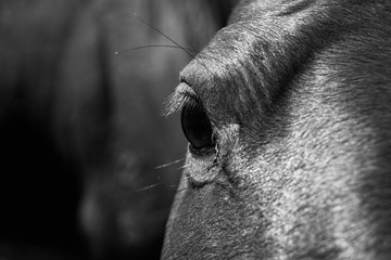 Monochrome black and white closeup of horses eye with long eyelashes.