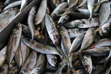 Obraz premium Fresh Sardines fish for sale at Mercado Municipal (English municipal market) in the city center of Armacao de Pera. Fresh fish for sale in Portugal. Selective focus.