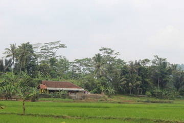 Obraz premium Rumah petani di tengah sawah di Jawa Barat