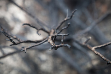 Abstract, close up, selective focus view of scorched, burned juniper plant against dark, out of focus background