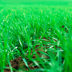 Green grass with water drops. Fresh green grass with dew drops. Background image of morning grass and dew drops. 