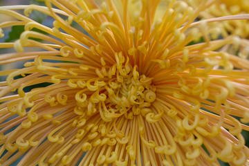 Chrysanthemum grandiflorum Ramat. "Homaro". Yellow chrysanthemum in autumn botanical garden. Decorative composition of yellow chrysanthemum flowers, autumn bouquet.